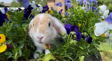Easter