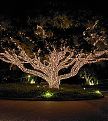 Grand Hotel Tree Lighting